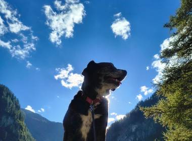 🐾Österreich mit Hund: Einfach tierisch gut