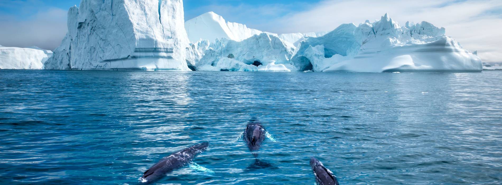 Wale schwimmen vor imposanten Eisbergen in der arktischen Meereslandschaft