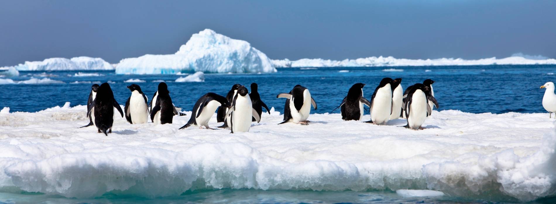 Pinguine stehen auf einer Eisscholle in der polaren Meereslandschaft
