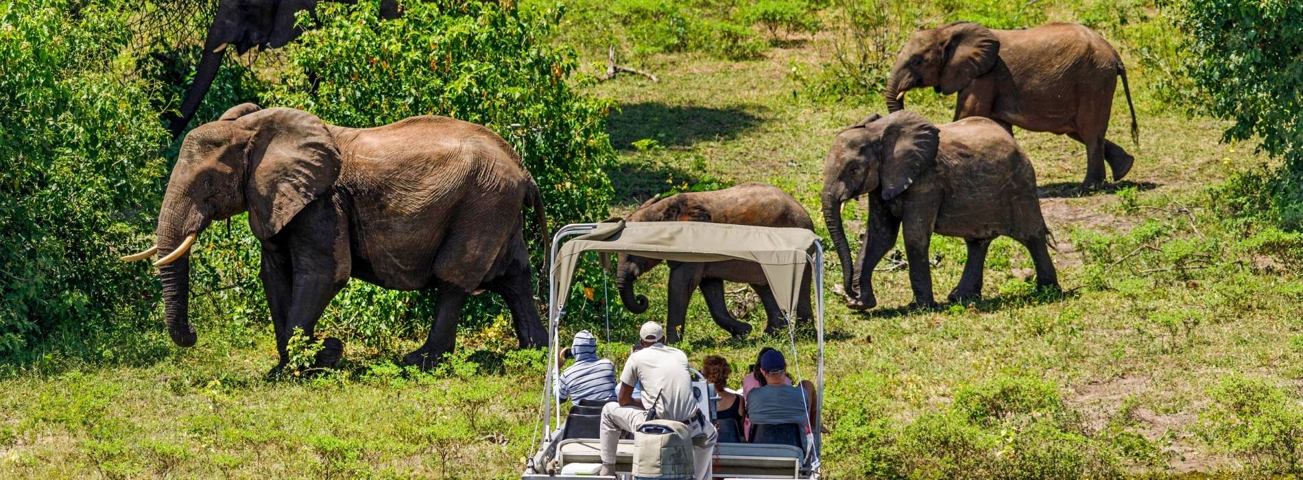 Safari-Fahrzeug beobachtet Elefantenherde in grüner Landschaft im Nationalpark, Afrika