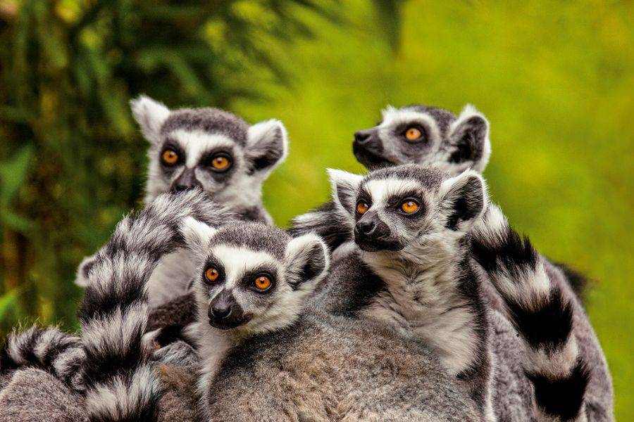 Gruppe von Katta-Lemuren mit schwarz-weiß geringelten Schwänzen sitzt dicht beieinander im grünen Wald
