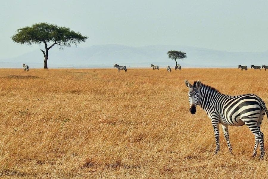 AFRIKA – Safaris & Rundreisen