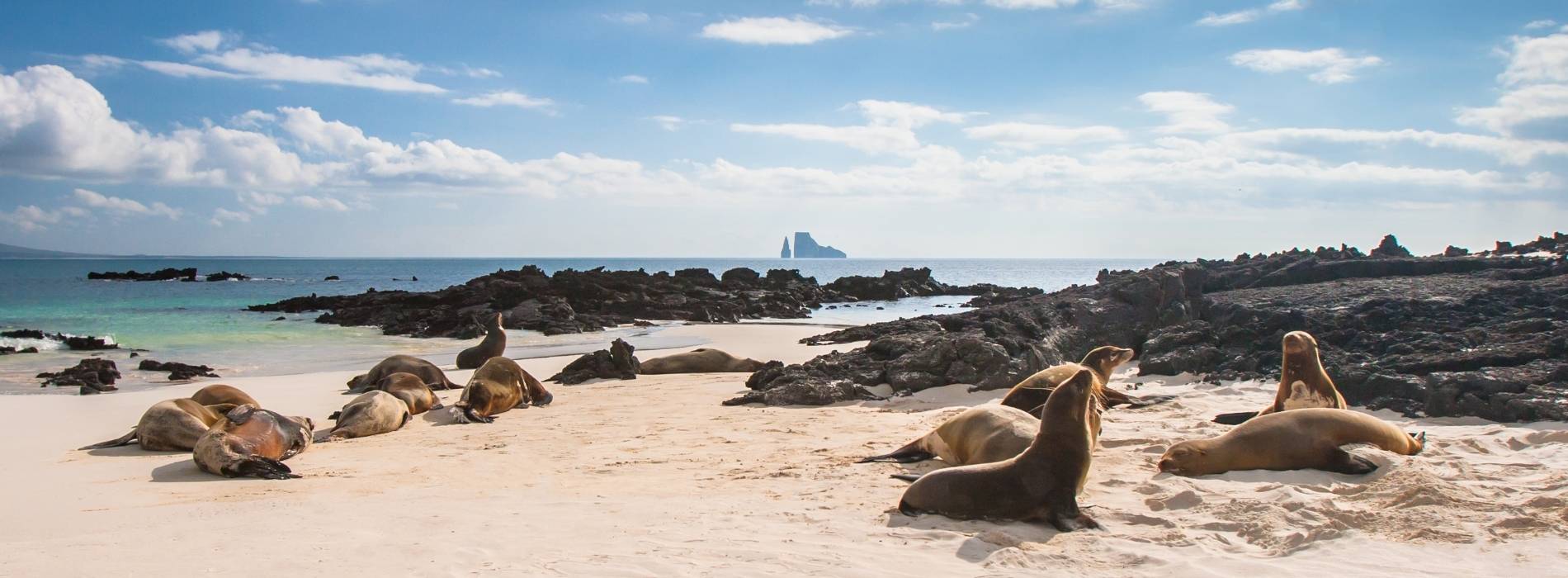 Seelöwen ruhen an einem Sandstrand der Galápagos-Inseln vor vulkanischer Küstenlandschaft und blauem Meer.