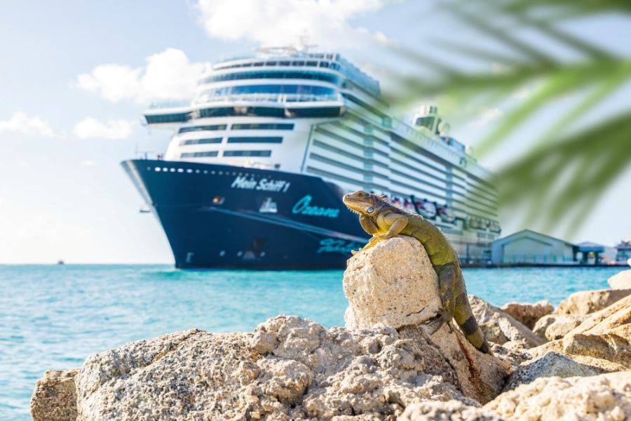Leguan auf Felsen mit Mein Schiff Kreuzfahrtschiff im Hintergrund in der Karibik