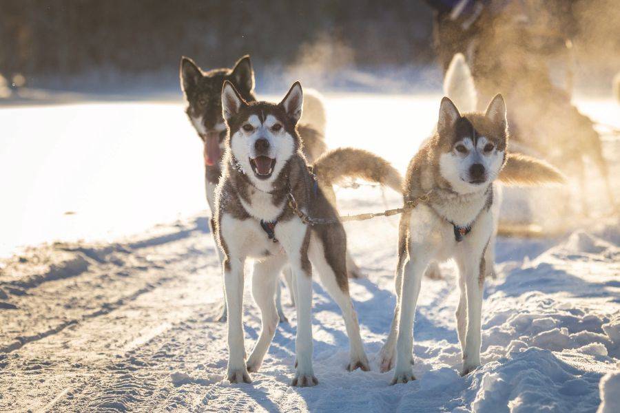 Huskyschlitten mit Schlittenhunden im winterlichen Lappland