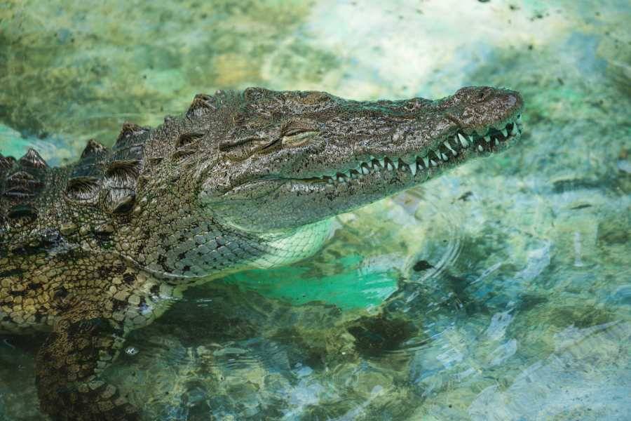 Ein Krokodil im türkisen Wasser.