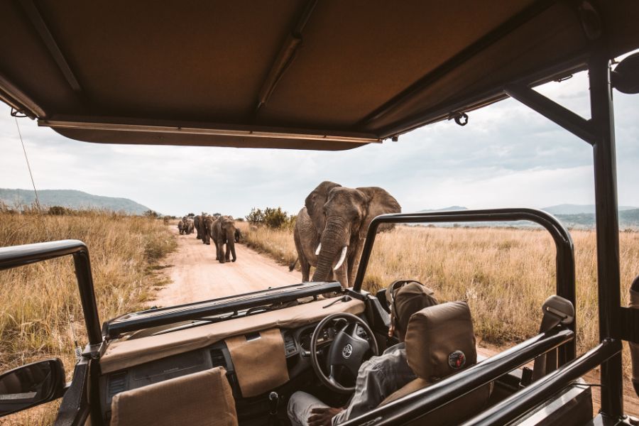 Traumurlaub Safari – der Natur ganz nahe sein!