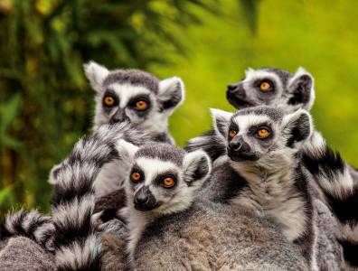 Gruppe von Katta-Lemuren mit schwarz-weiß geringelten Schwänzen sitzt dicht beieinander im grünen Wald