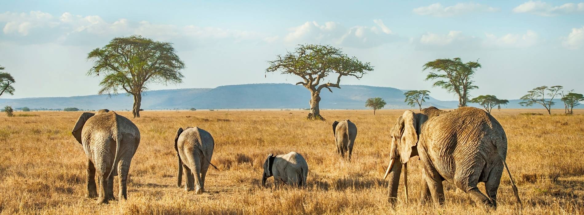 Elefantenherde in der Savanne mit Akazienbäumen unter blauem Himmel