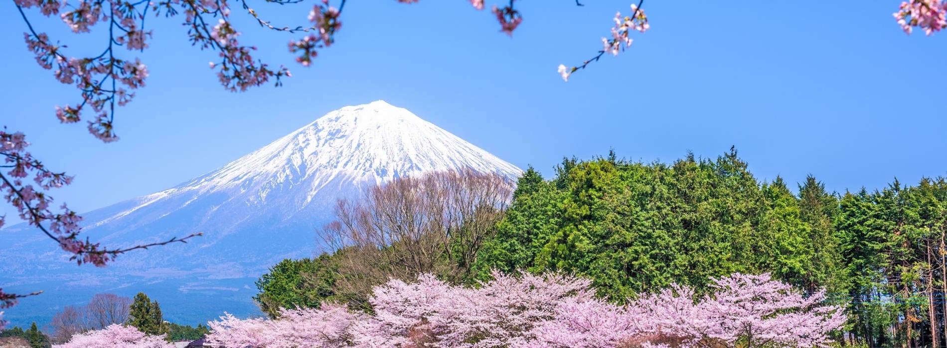 Berg Fuji mit schneebedecktem Gipfel und Kirschblüten im Vordergrund, Japan