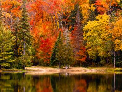 Eine bunte Herbstlandschaft in einem Wald in Kanada.