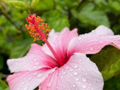 Große rosa Hibiskusblüte mit auffälligem roten Stempel, bedeckt mit Wassertropfen, vor einem Hintergrund aus grünen Blättern.