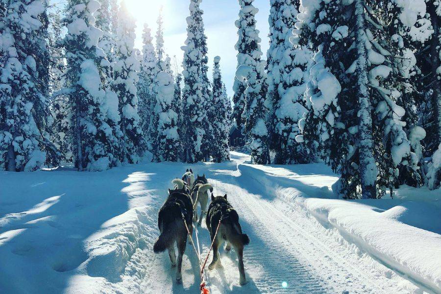 Hundeschlittenfahrt durch einen tief verschneiten Winterwald im Norden, umgeben von schneebedeckten Bäumen und klarer Winterluft.
