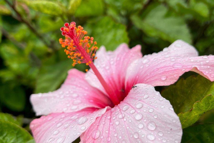 Große rosa Hibiskusblüte mit auffälligem roten Stempel, bedeckt mit Wassertropfen, vor einem Hintergrund aus grünen Blättern.