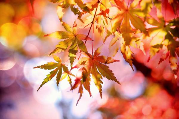 Autumn Special at KRONTHALER **** Superior