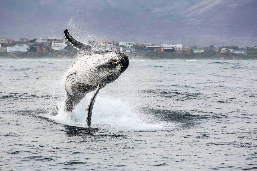 Ein majestätischer Wal springt aus dem Wasser an der Küste Südafrikas, während im Hintergrund ein kleines Küstendorf zu sehen ist.