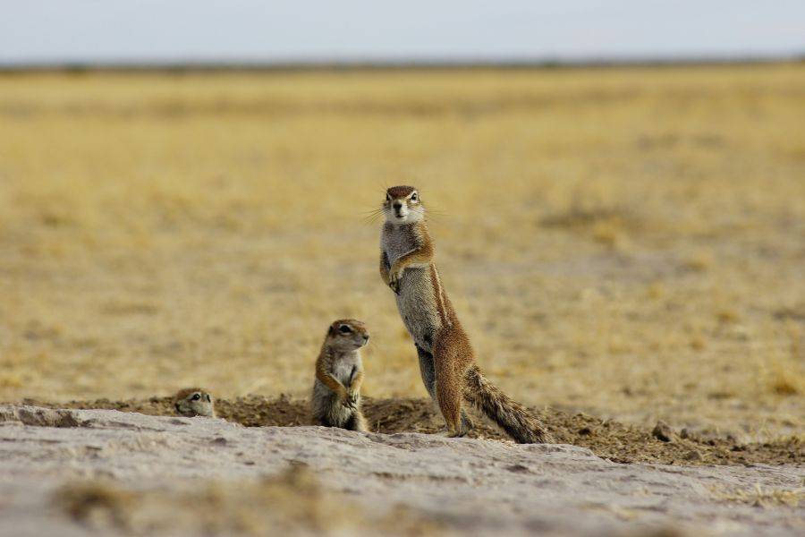 Erdmännchen-Kolonie in der Kalahari-Wüste – neugierige Tiere vor trockener Steppe, typisch für Safaris im südlichen Afrika.