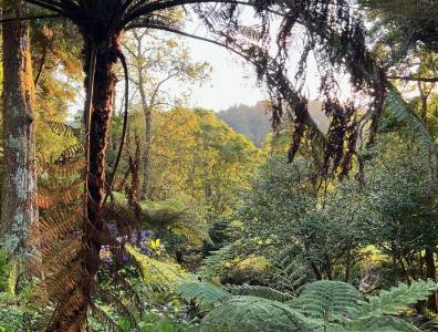 Tropischer Wald mit einem großen Baumfarn im Vordergrund und Sonnenlicht, das durch das dichte Blätterdach scheint.